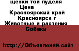 щенки той пуделя › Цена ­ 10 000 - Красноярский край, Красноярск г. Животные и растения » Собаки   